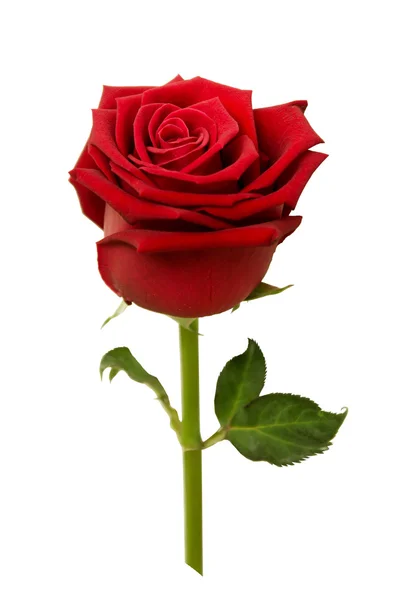 Red rose — Stock Photo, Image