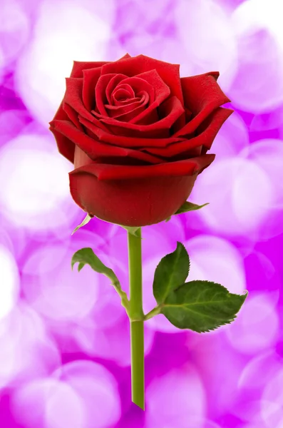 Rote Rose — Stockfoto