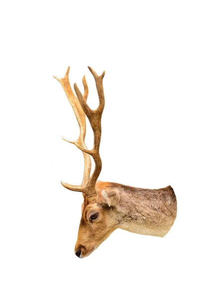 Tête de cerf — Photo