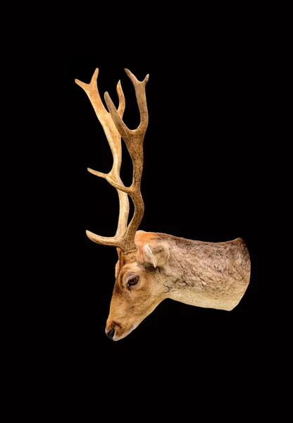 Tête de cerf — Photo