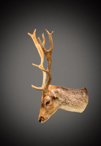 Tête de cerf — Photo