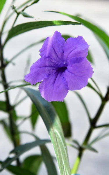 Violetta blommor — Stockfoto