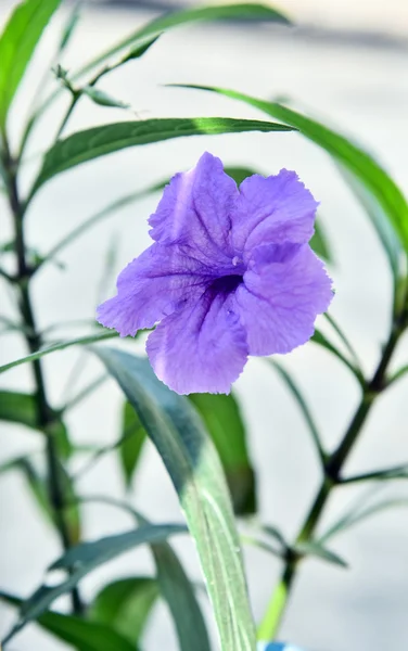 Flores violetas — Fotografia de Stock