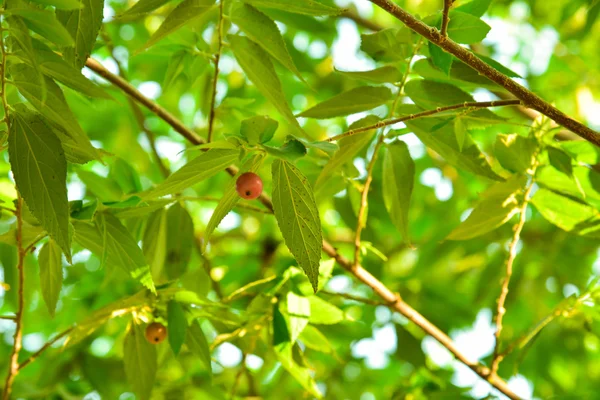 Aziatische cherry vruchten — Stockfoto