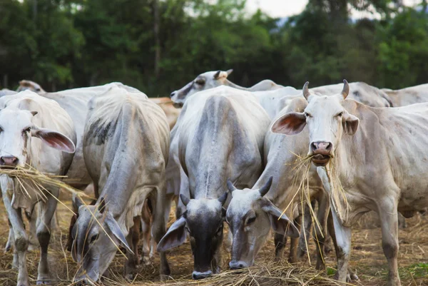 Cow grazing — Stock Photo, Image