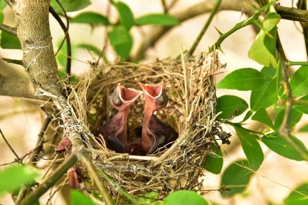 Small babies — Stock Photo, Image