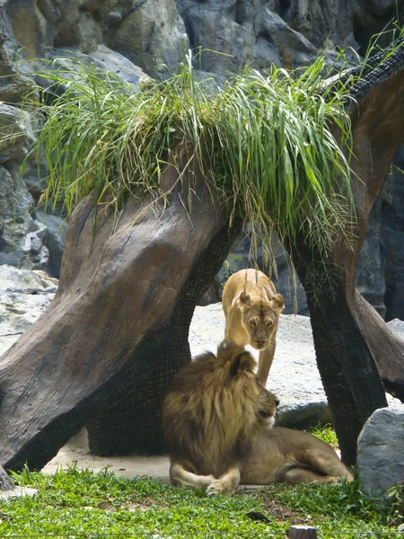 Профіль розслабленої Африканський Лев дивляться в зоопарку — стокове фото