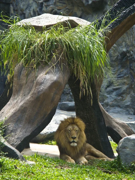 Profile of a relaxed African lion staring in the zoo — Stock Photo, Image