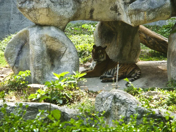 TIGER em uma rocha no zoológico — Fotografia de Stock