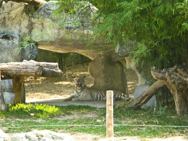 Weißer Tiger auf einem Felsen im Zoo — Stockfoto