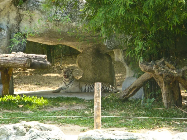 TIGRE BLANCO sobre una roca en el zoológico — Foto de Stock