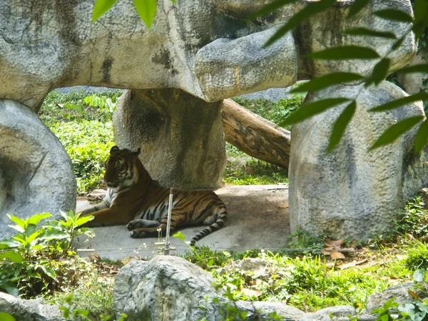 TIGER em uma rocha no zoológico — Fotografia de Stock