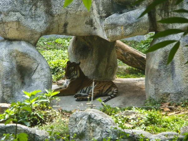 TIGER em uma rocha no zoológico — Fotografia de Stock