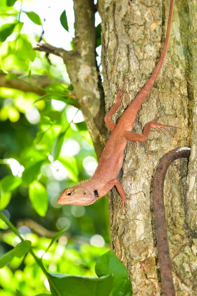 Chamäleon — Stockfoto