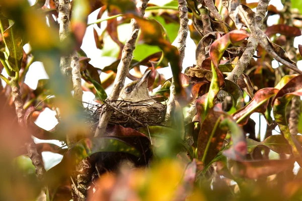 Vogel brood in het nest — Stockfoto