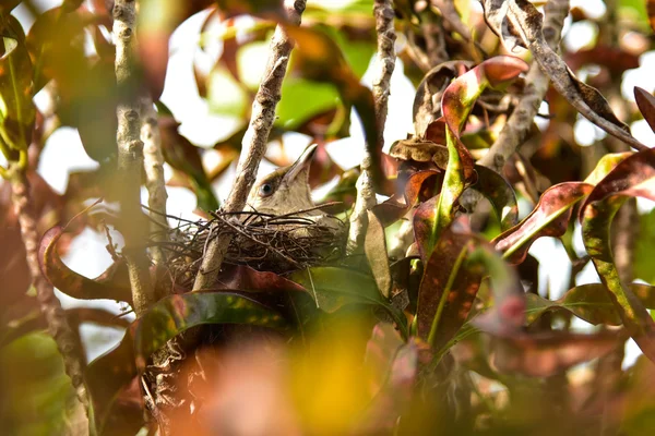 Bird brood in the nest — Stock Photo, Image