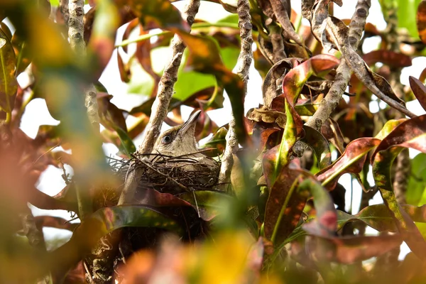 Nidiata di uccelli nel nido — Foto Stock