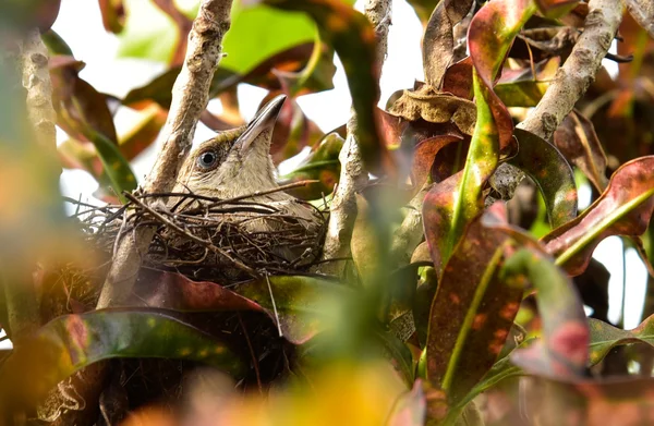 Bird brood in the nest — Stock Photo, Image