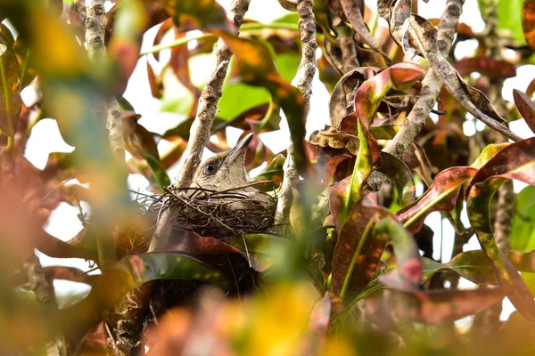 Bird brood in the nest — Stock Photo, Image