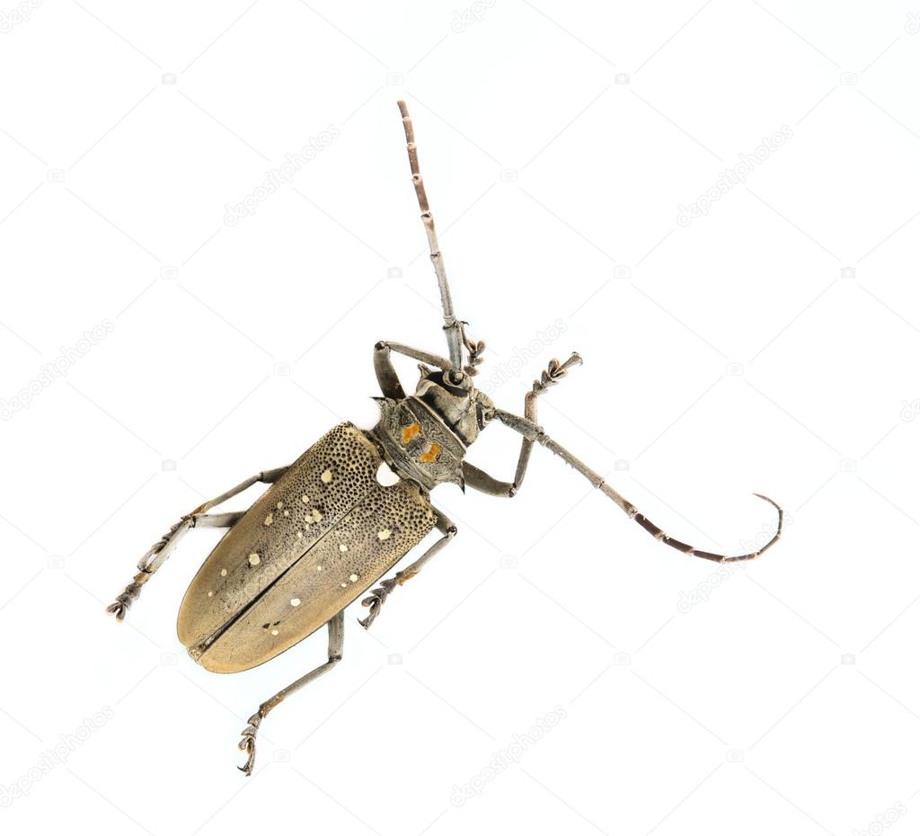 Long-horn beetles