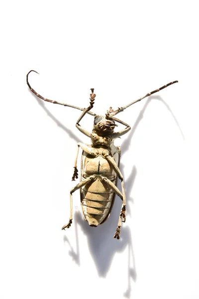 Długo róg chrząszczy — Zdjęcie stockowe