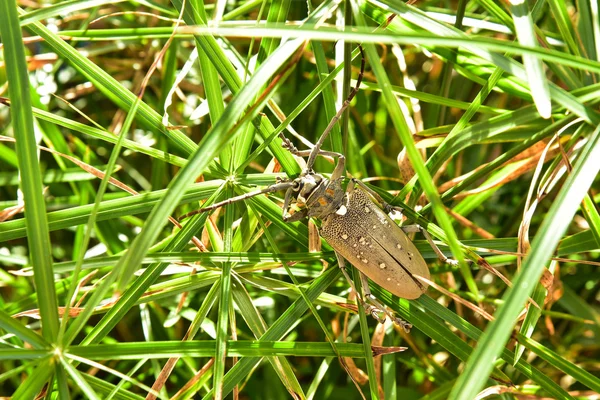 Scarabei dal corno lungo — Foto Stock