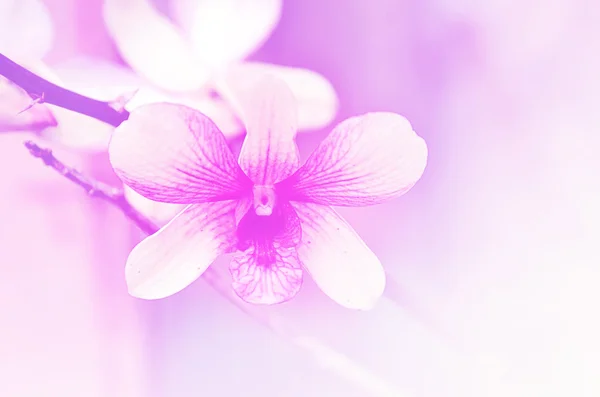 Beautiful purple orchid — Stock Photo, Image