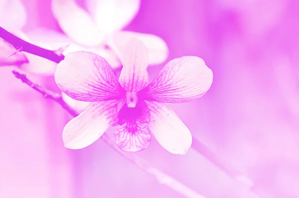 Beautiful purple orchid — Stock Photo, Image