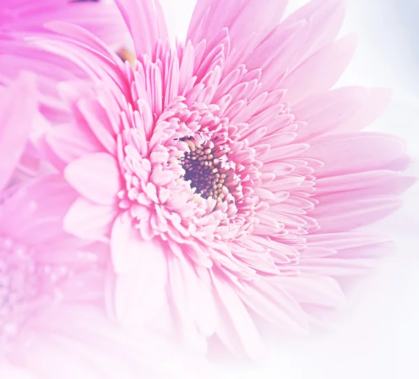 Flower — Stock Photo, Image