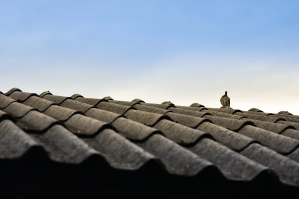 Birds on the roof — Stock Photo, Image