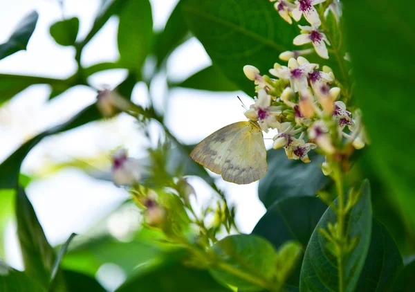 Mariposa. — Foto de Stock