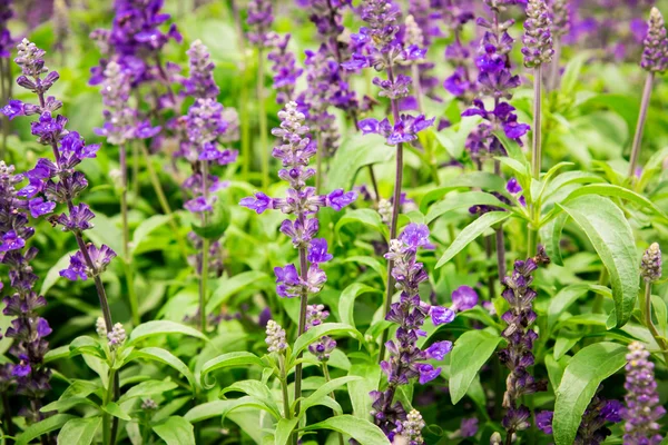 Abstract violet flowers — Stock Photo, Image