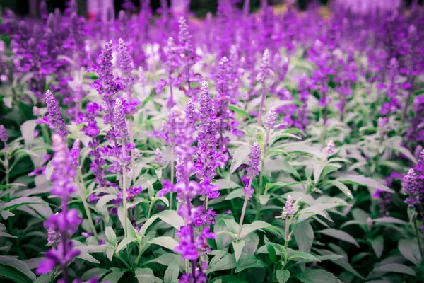 Abstract violet flowers — Stock Photo, Image