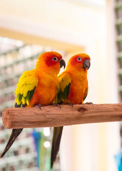 Kolorowy para papuga — Zdjęcie stockowe