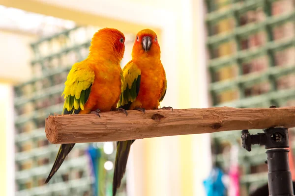 Papagaio de casal colorido — Fotografia de Stock