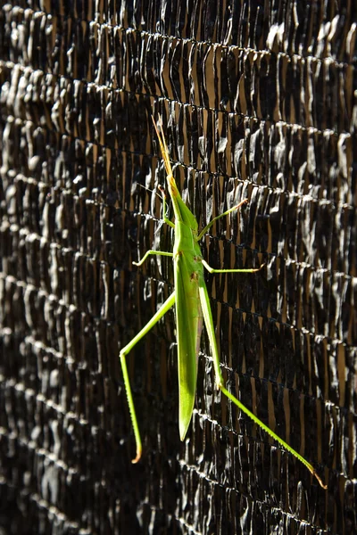 Grasshoppers verde insecto —  Fotos de Stock