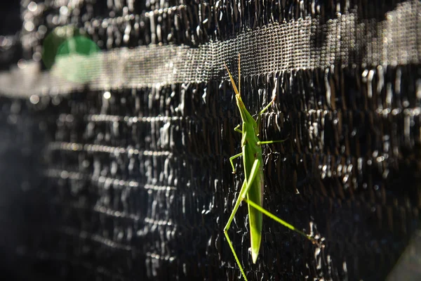 緑のバッタの昆虫 — ストック写真