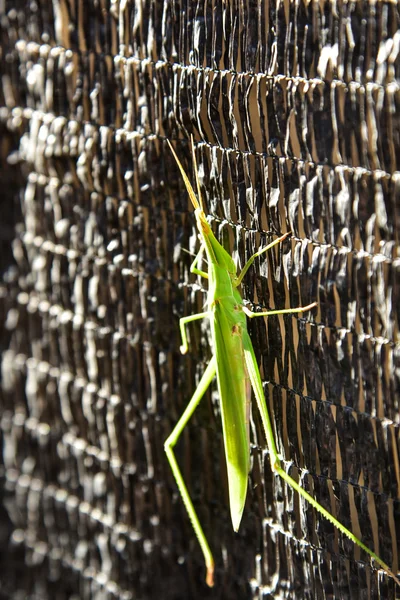 緑のバッタの昆虫 — ストック写真