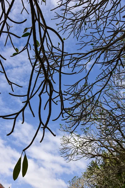Abstract Plumeria tree — Stock Photo, Image