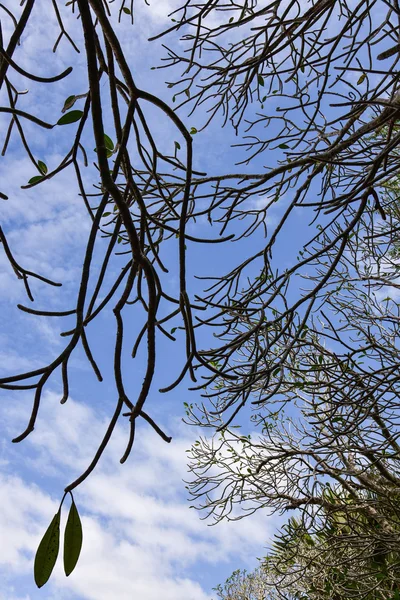 Abstracte Plumeria boom — Stockfoto