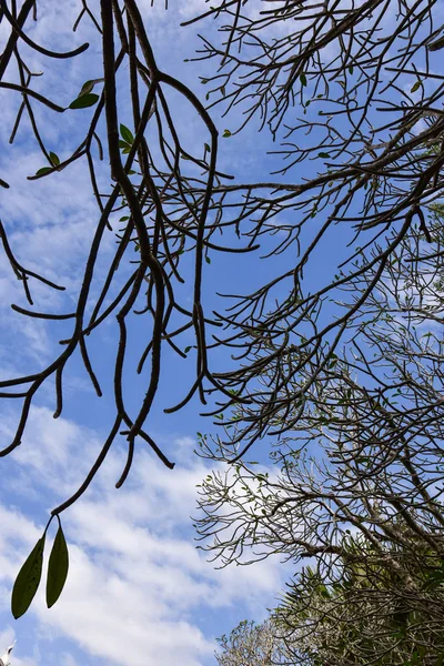 Árvore de plumeria abstrata — Fotografia de Stock