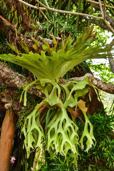 Platycerium fern on tree — Stock Photo, Image