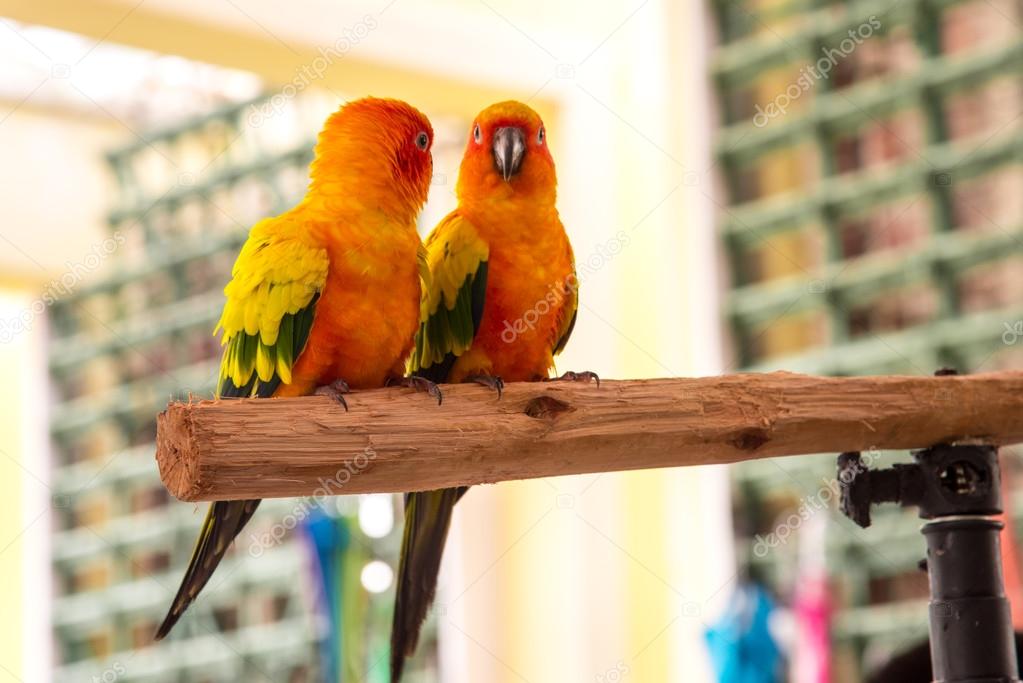 Colorful couple  parrot