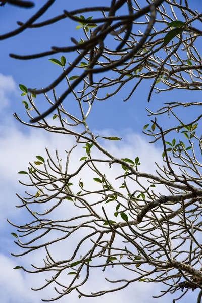 Plumeria frangipani árbol —  Fotos de Stock