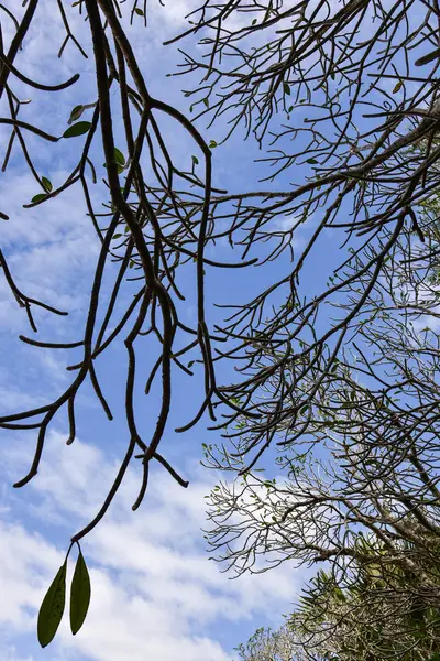 Plumeria frangipani árvore — Fotografia de Stock