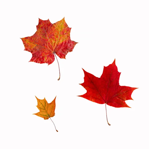 Outono Folhas Bordo Coloridas Fundo Branco Tamanhos Diferentes Isolado — Fotografia de Stock