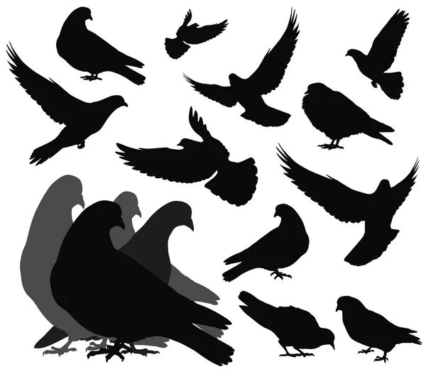 Palomas vectoriales — Vector de stock