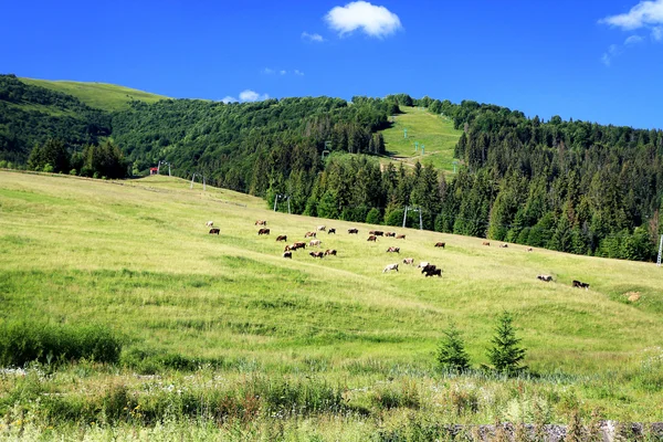 Bergen landschap — Stockfoto