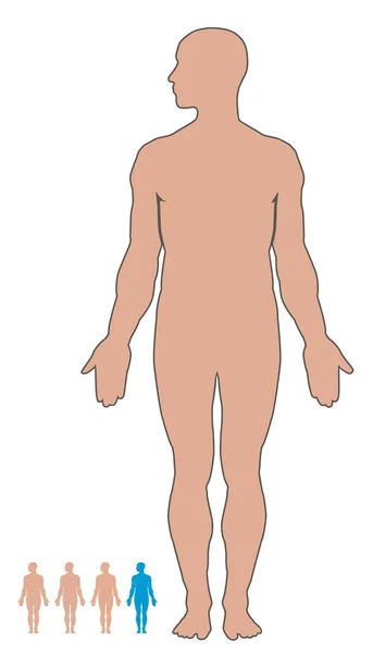 Тело человека — стоковый вектор