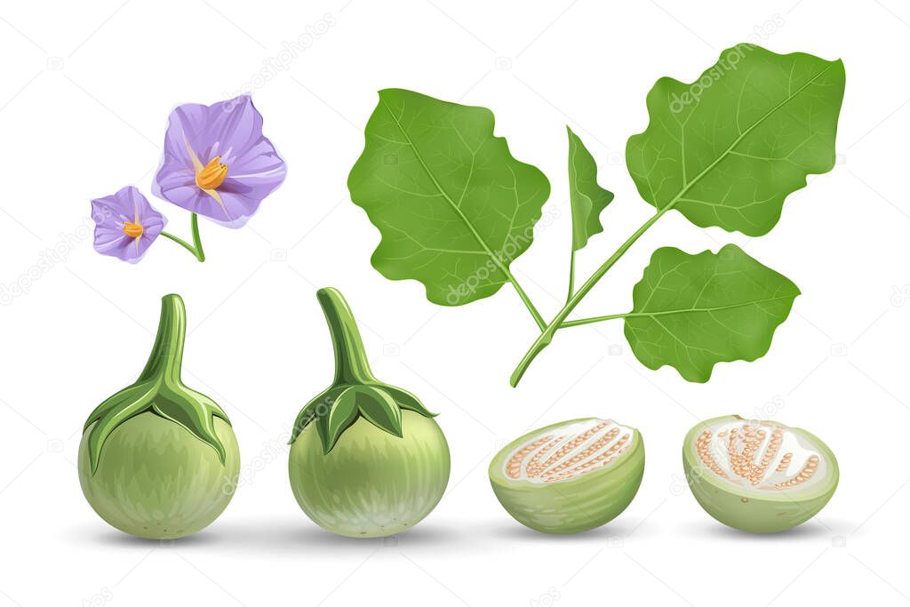 Eggplant vector, leave and purple flower, eggplant cut half realistic design collection isolated, on white background, Eps 10, vector illustration